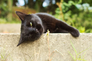 Black cat sleeping on a step with one eye open